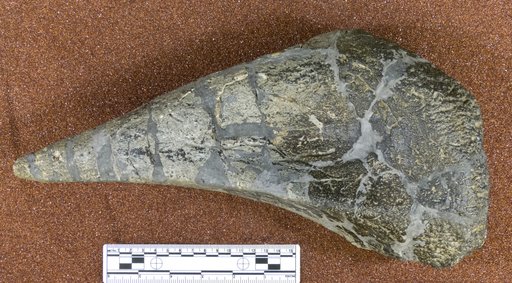 Edmontonia sp