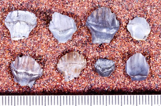 Edmontonia sp