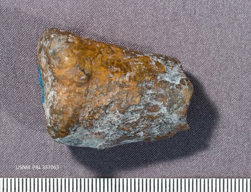 Astrodon sp