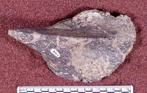 Panoplosaurus sp