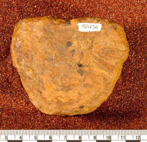 Astrodon sp