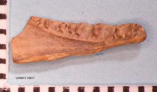 Habrosaurus dilatus Gilmore, 1928