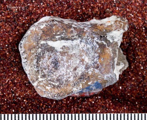 Ornithomimus affinis Gilmore, 1920