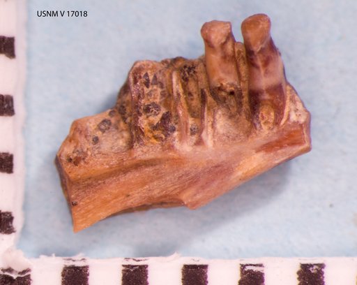 Habrosaurus dilatus Gilmore, 1928