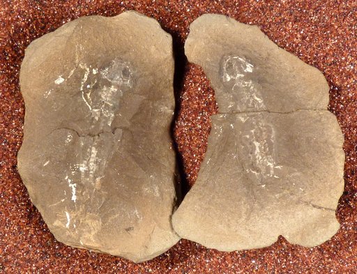 Eumicrerpeton parvum Moodie