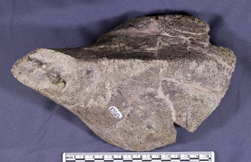 Panoplosaurus sp