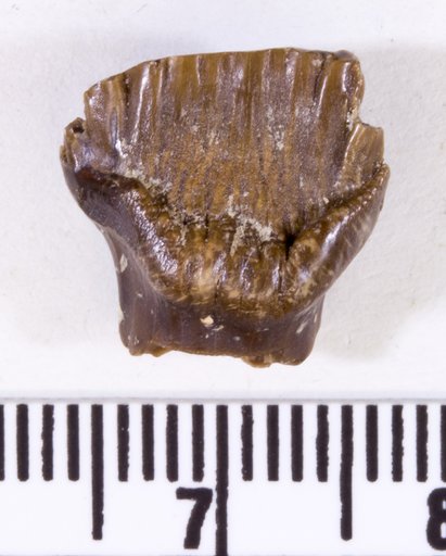 Edmontonia sp