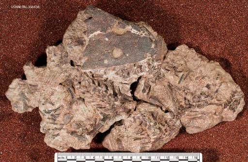 Lydekkerina sp
