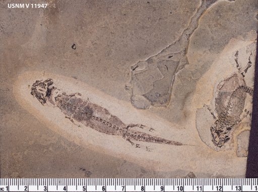 Apateon pedestris