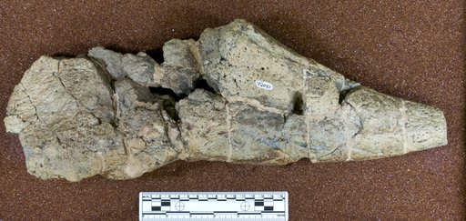 Panoplosaurus sp