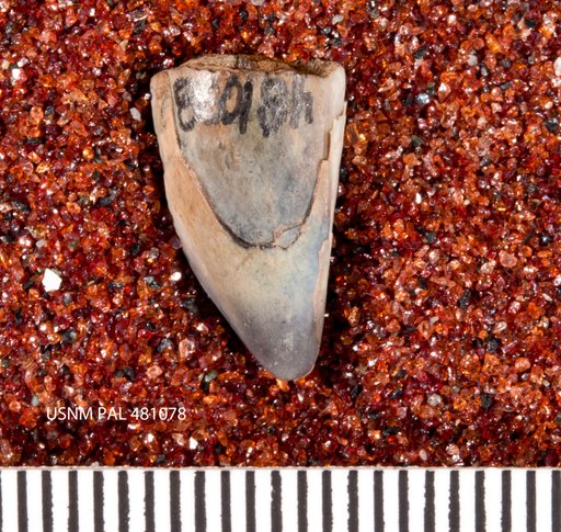 Pleurocoelus ? sp