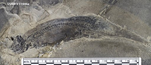 Branchiosaurus amblystomus Credner
