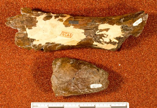 Astrodon sp