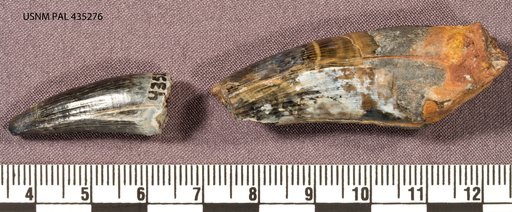 Goniopholis sp