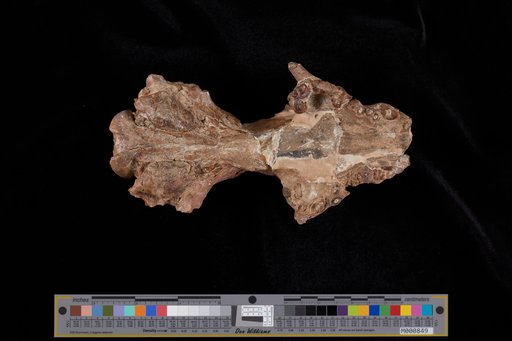 Enhydrocyon stencephalus Cope