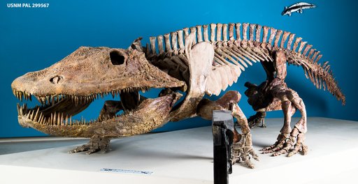 Eryops megacephalus Cope, 1877