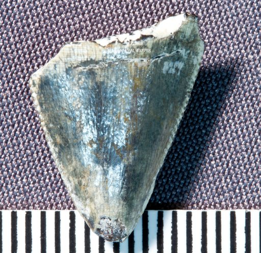 cf. Acrocanthosaurus sp