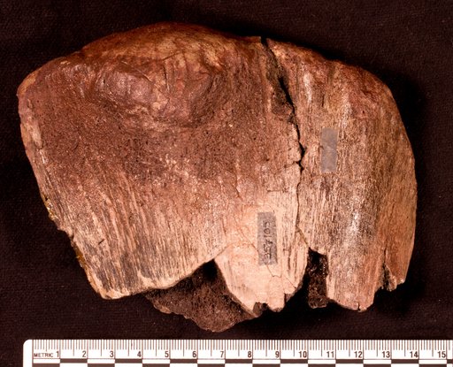Astrodon sp