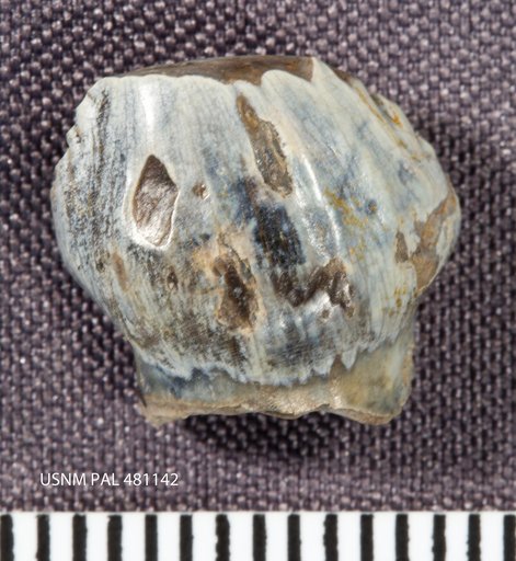 Priconodon sp