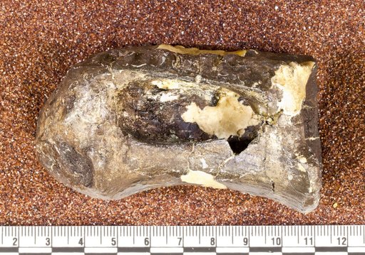 Astrodon nanus (Marsh, 1888)