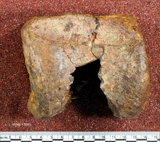 Dryptosaurus medius (Marsh, 1888)