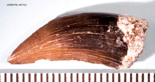 cf. Acrocanthosaurus sp