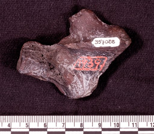 Astrodon sp