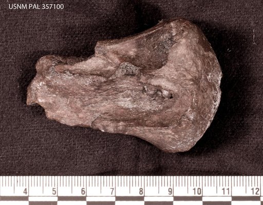 Astrodon sp