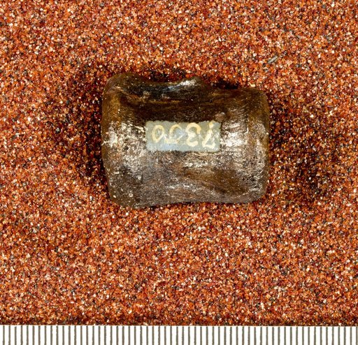 Astrodon nanus (Marsh, 1888)