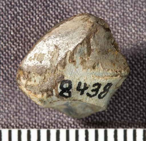 Priconodon crassus Marsh, 1888