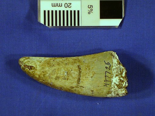 cf. Acrocanthosaurus sp