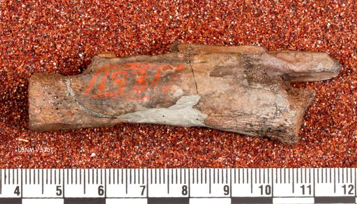 Ornithomimus affinis Gilmore, 1920