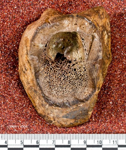 Dryptosaurus medius (Marsh, 1888)