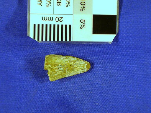 Dryptosaurus medius (Marsh, 1888)