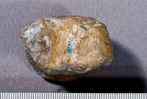 Astrodon nanus (Marsh, 1888)