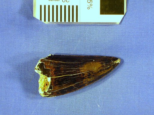 cf. Acrocanthosaurus sp