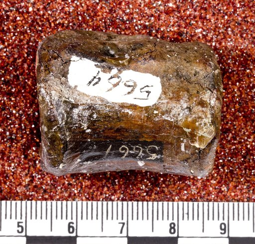 Astrodon nanus (Marsh, 1888)