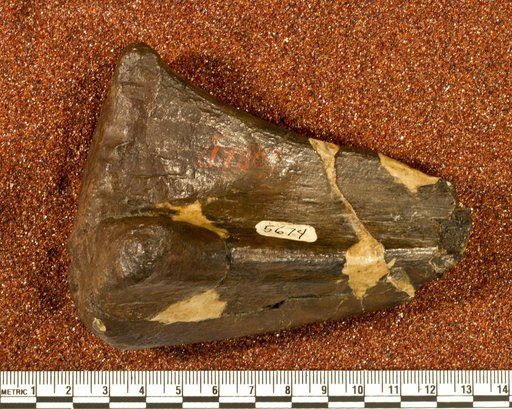 Astrodon nanus (Marsh, 1888)