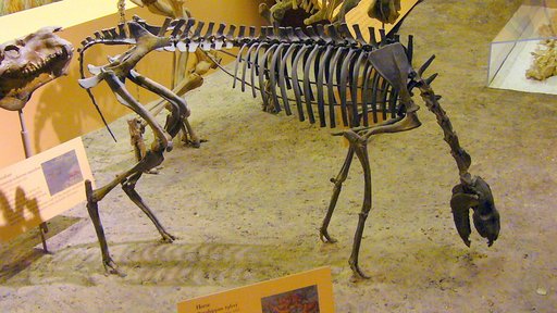 Parahippus tyleri Stock