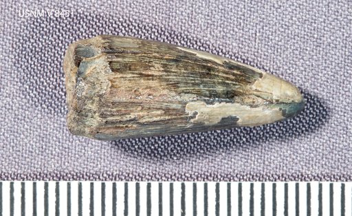 Goniopholis affinis Lull, 1911