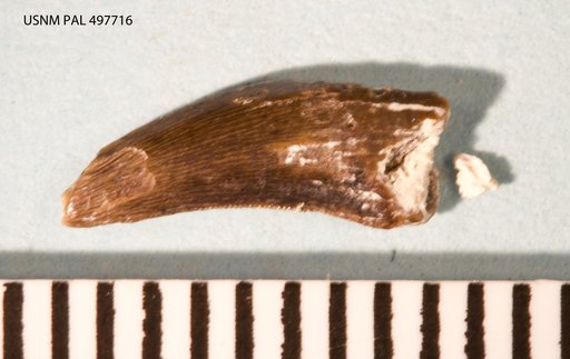 cf. Deinonychus sp