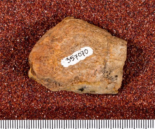 Astrodon sp