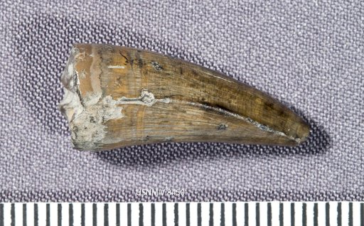 Goniopholis affinis Lull, 1911