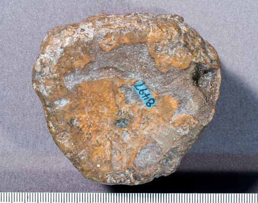 Astrodon nanus (Marsh, 1888)