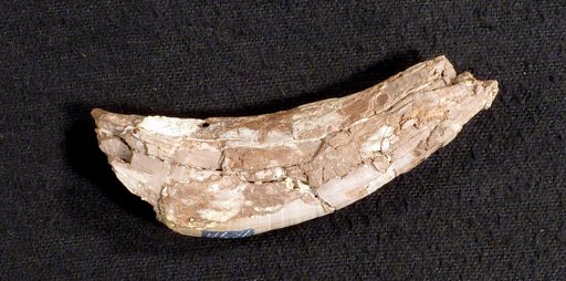 Basilosaurus cetoides (Owen, 1839)