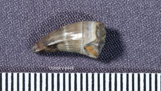 Goniopholis affinis Lull, 1911