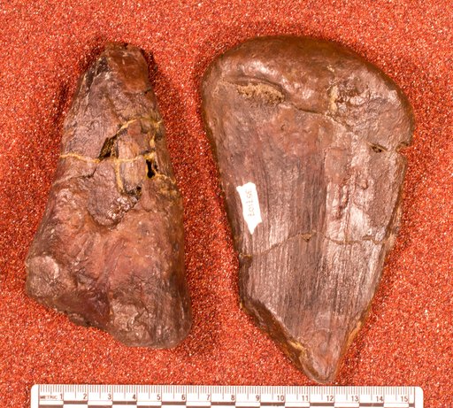 Astrodon sp
