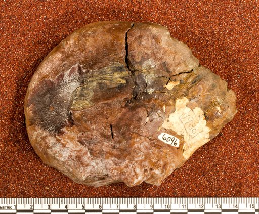 Astrodon nanus (Marsh, 1888)