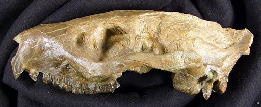 Eporeodon leptacanthus pacificus Cope