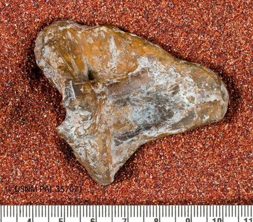 Astrodon sp